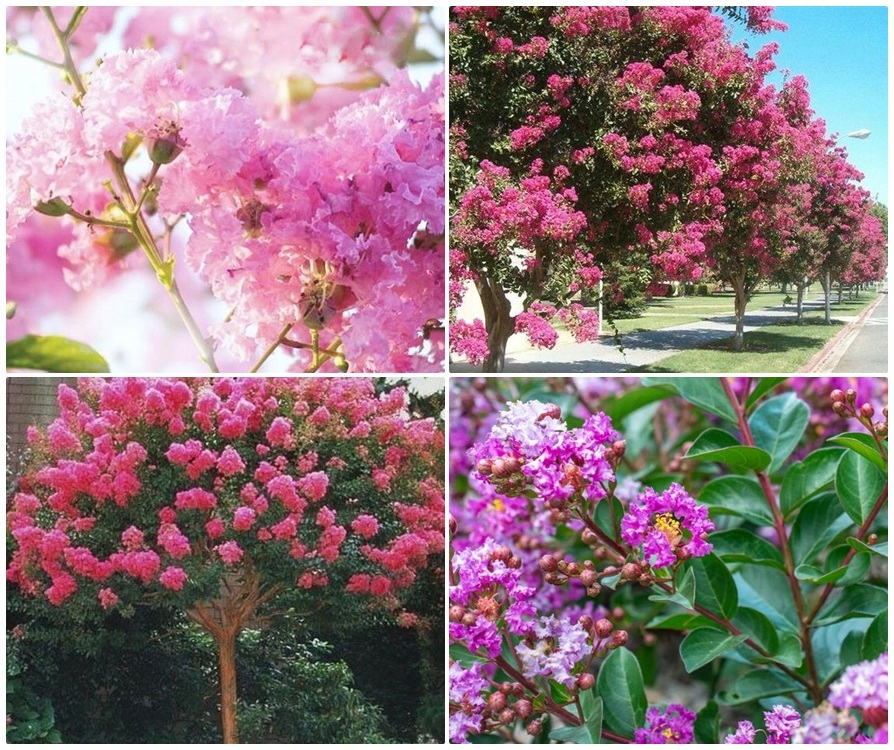 Lagerstroemia liście jesienią