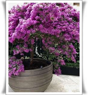 Lagerstroemia kwiaty różowe