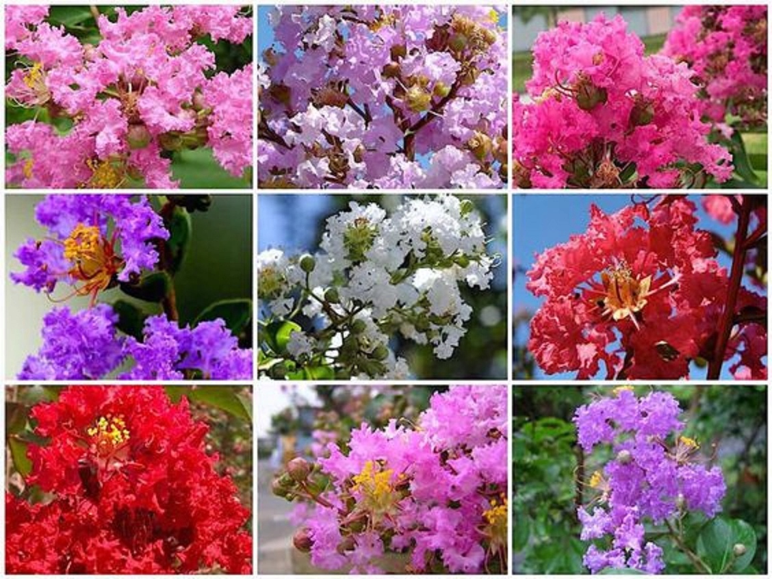 Sadzonka lagerstroemii w doniczce