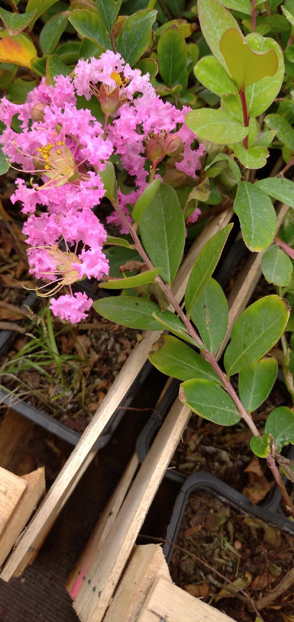 Realne zdjęcie sadzonki Lagerstroemia