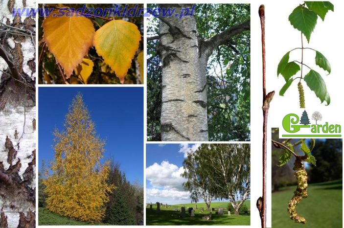 Pokrój brzozy brodawkowatej