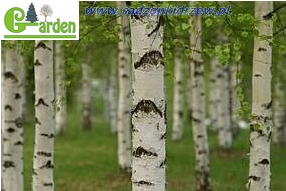 Liście brzozy jesienią