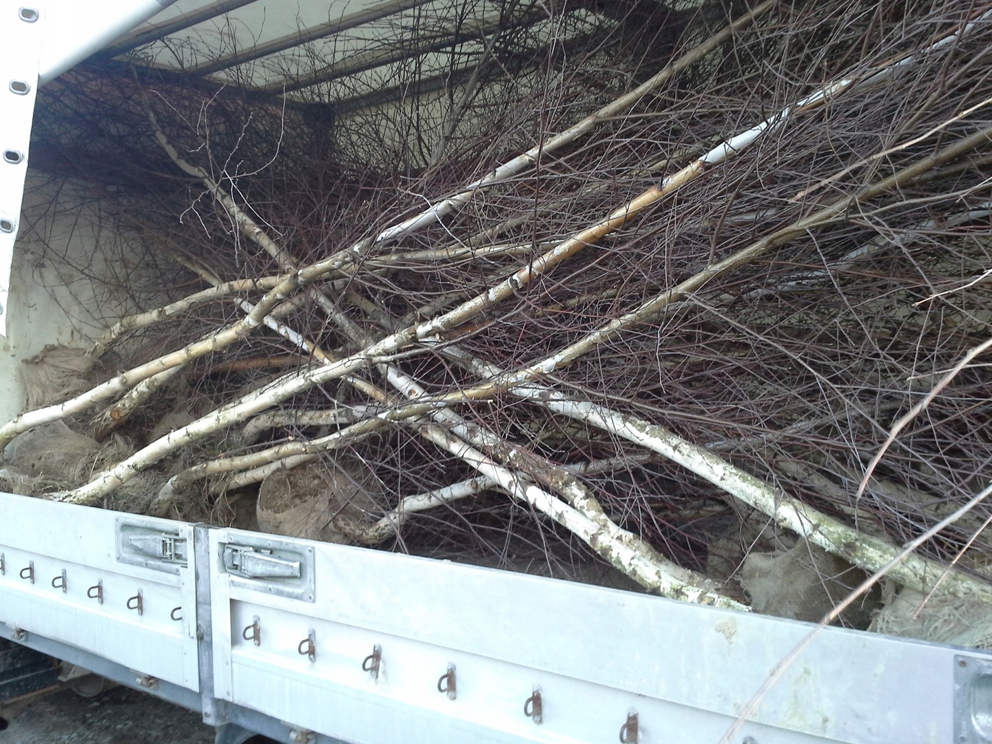 Realna sadzonka brzozy 2-3m