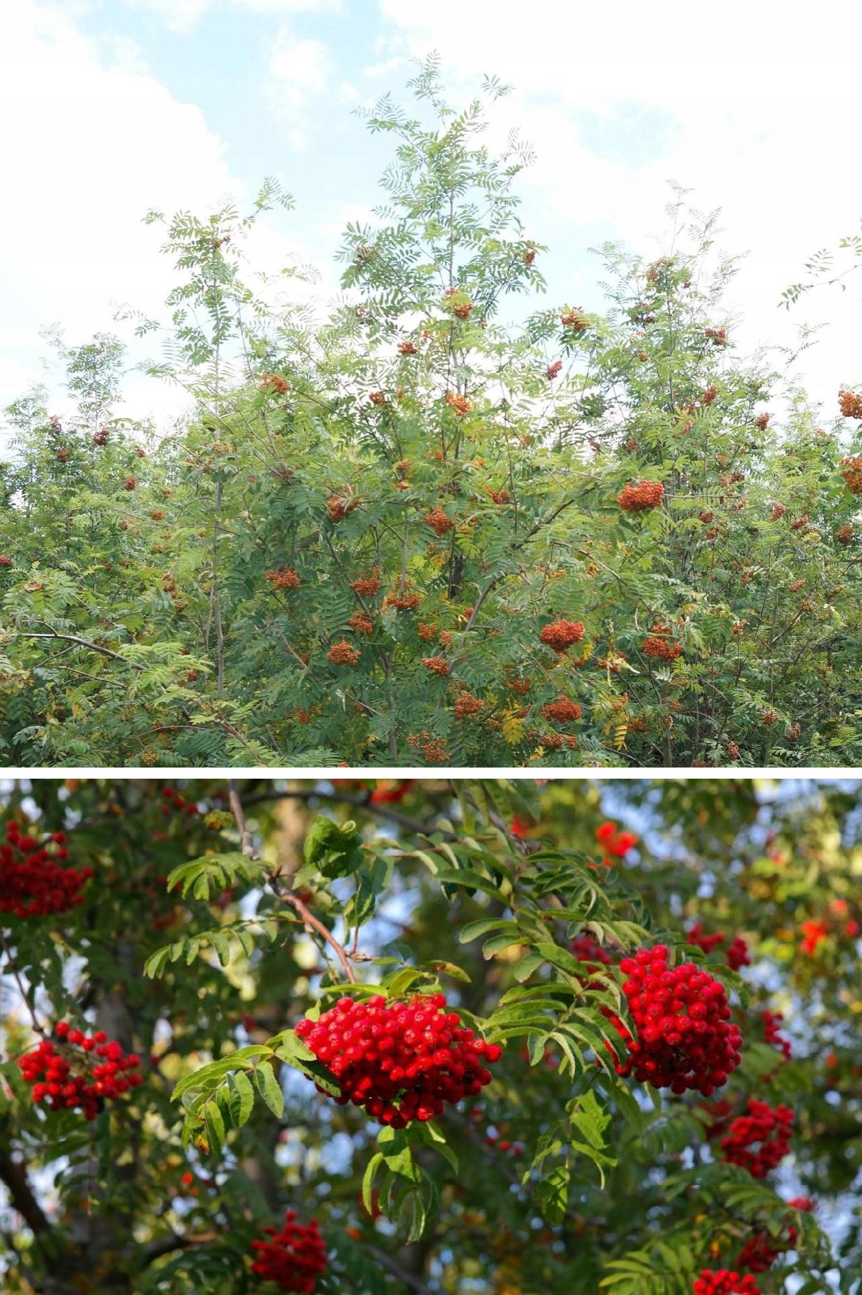 Jarząb liście jesienią