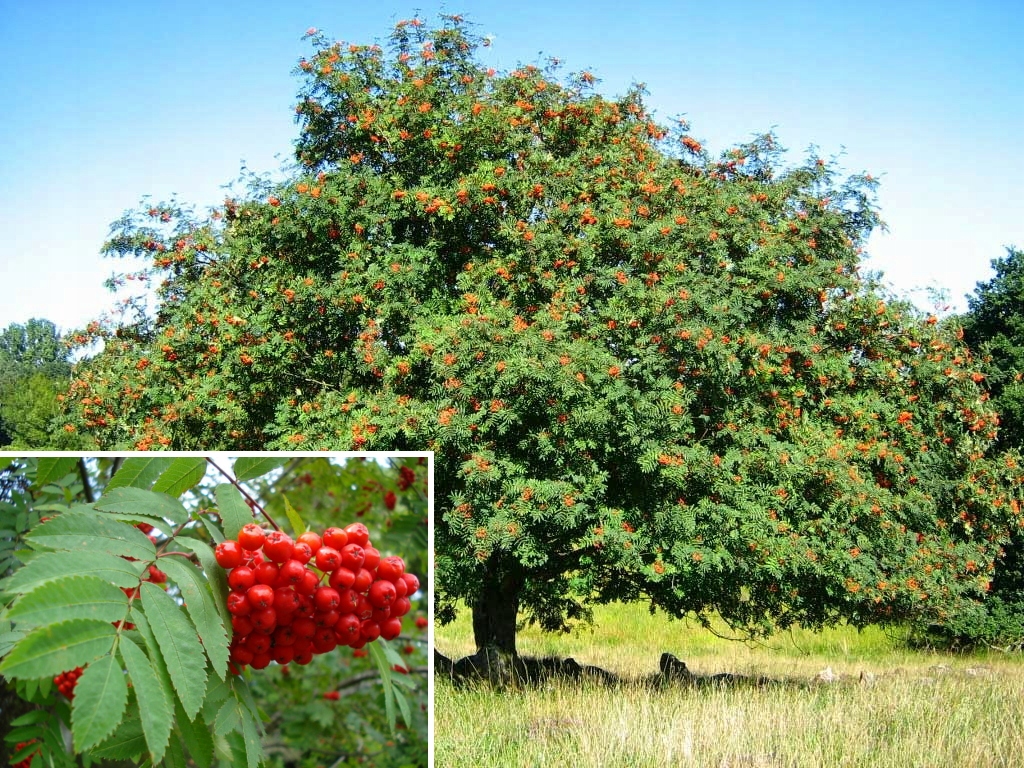 Jarząb pospolity owoce