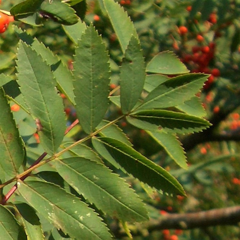 Realna sadzonka jarzębiny