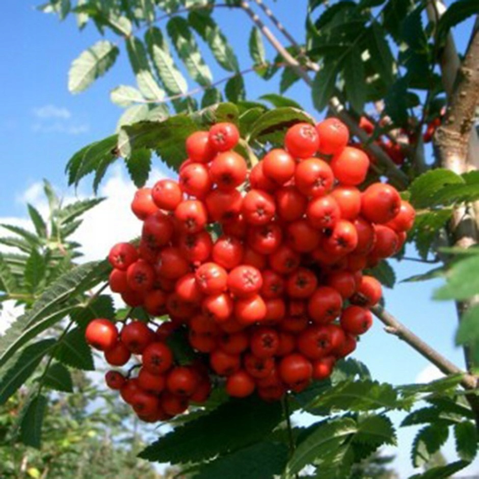 Jarzębina w krajobrazie