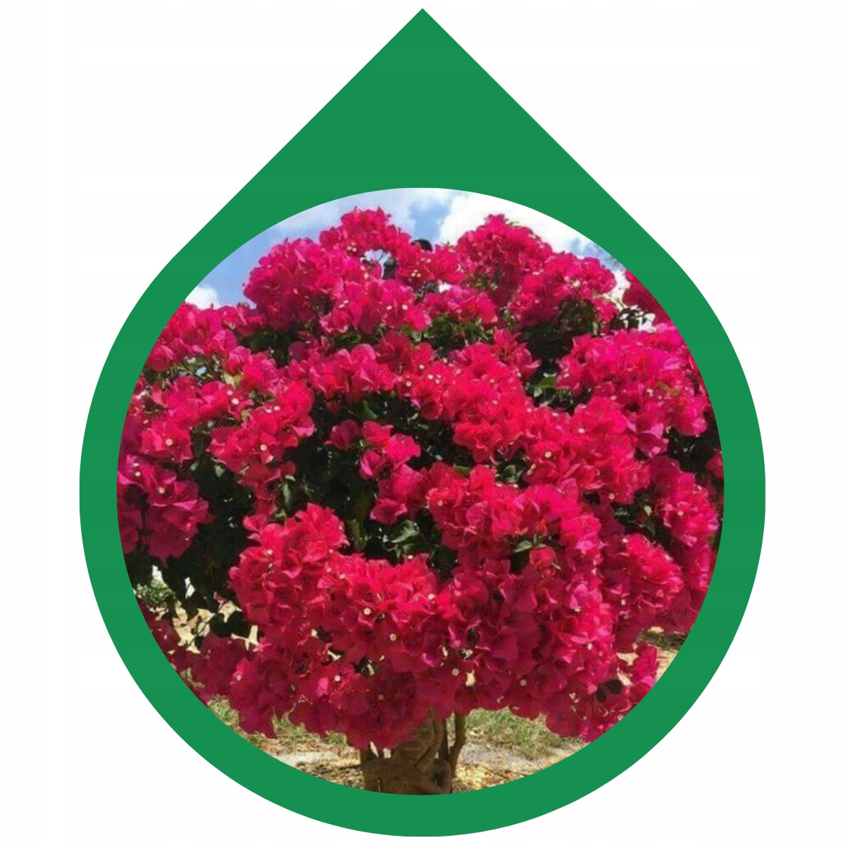 Kwiaty różowej Lagerstroemii