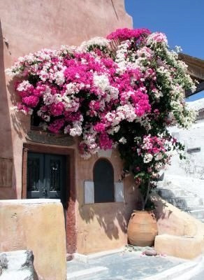Lagerstroemia sadzonki