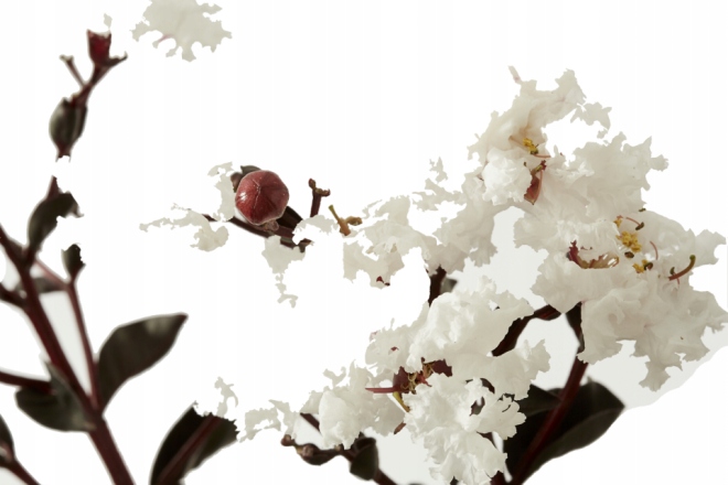 Lagerstroemia biała kwitnienie