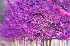 Judaszowiec kwiaty zbliżenie