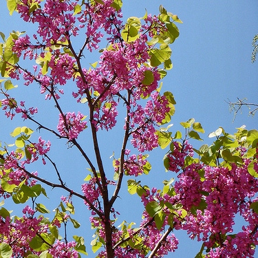 Judaszowiec kanadyjski sadzonki