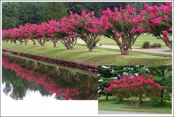Lagerstroemia pokrój