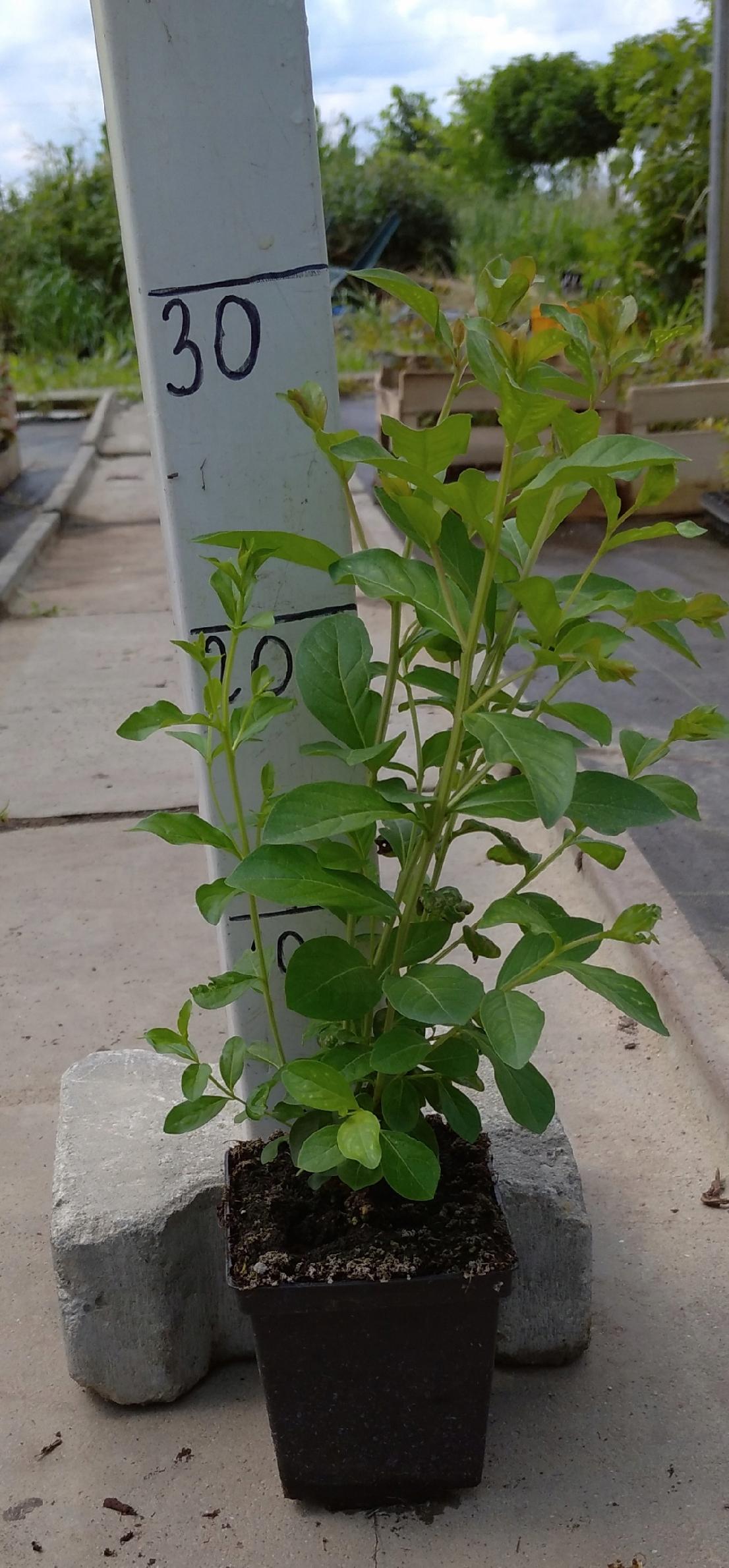 Sadzonki w doniczkach