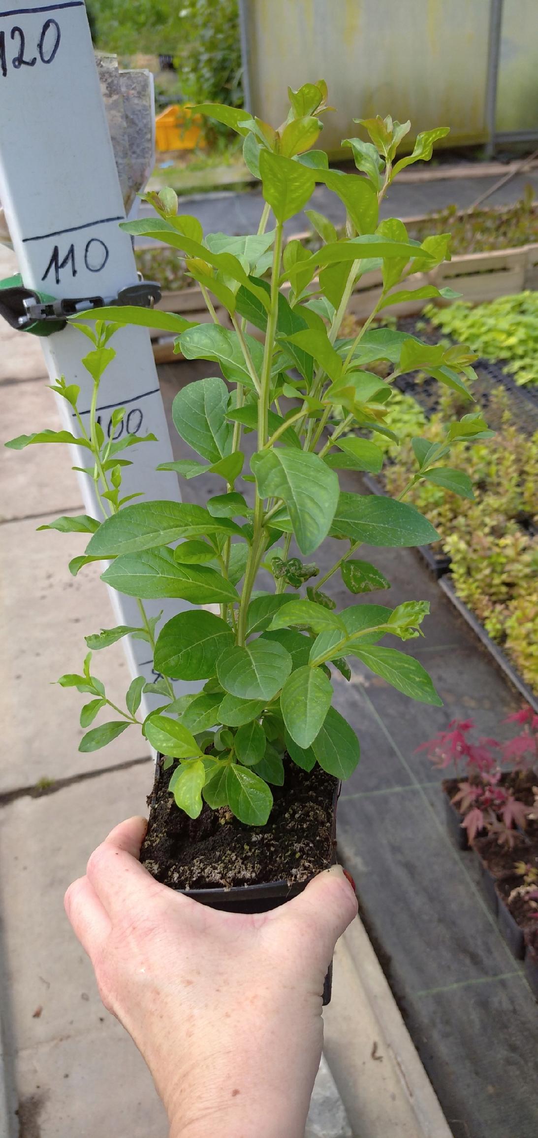 Realne zdjęcie sadzonki Lagerstroemii