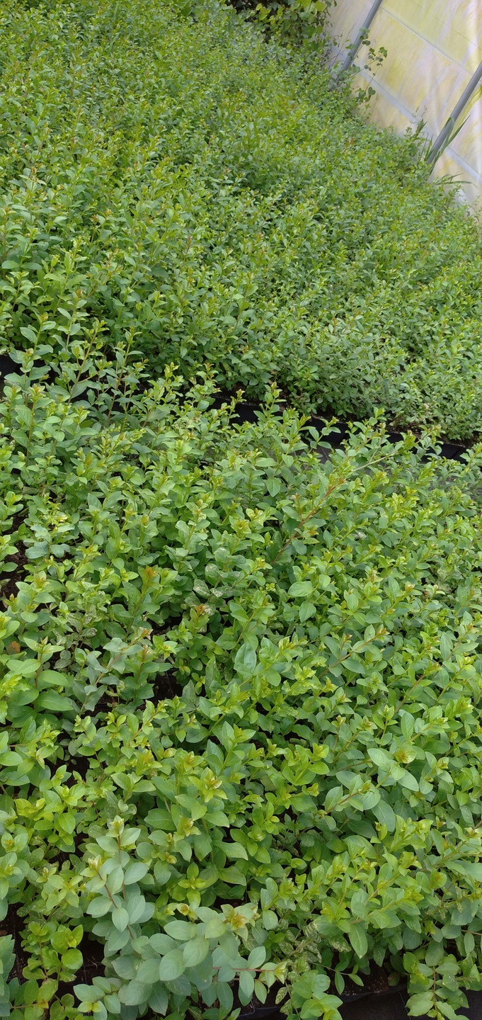 Lagerstroemia sadzonki