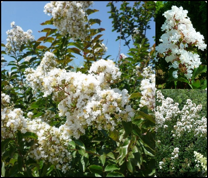 Kwiaty Lagerstroemii Nivea