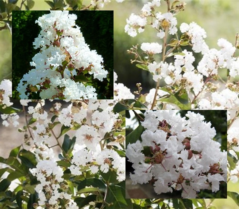 Lagerstroemia w donicy