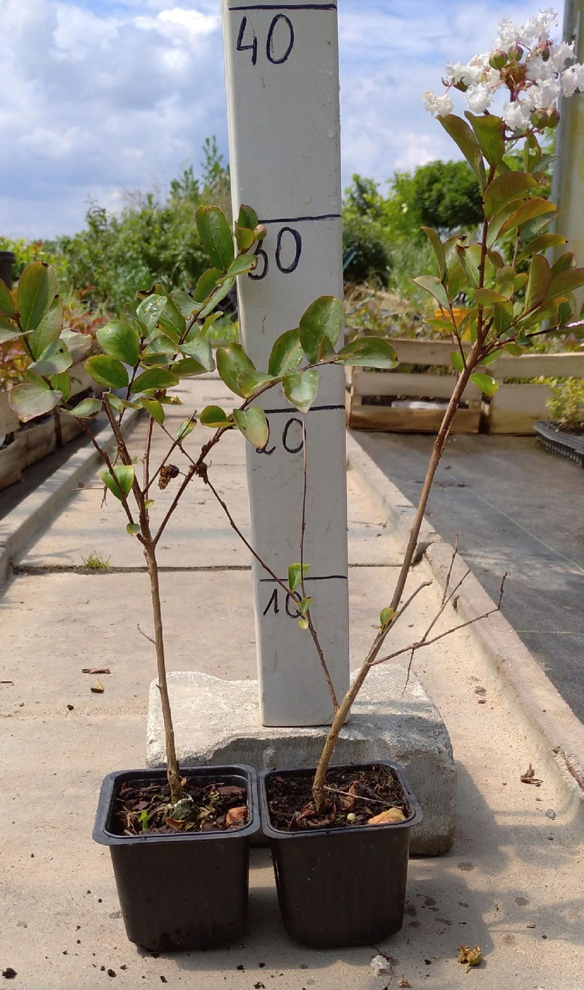 Lagerstroemia Nivea sadzonki