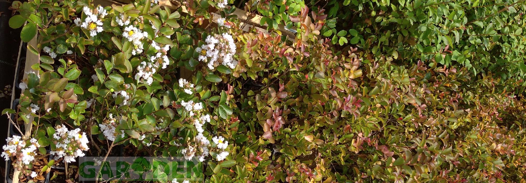 Realne zdjęcie sadzonki Petite Nivea