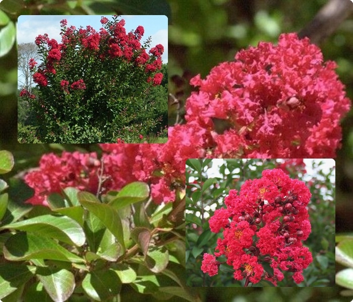 Lagerstroemia w doniczce