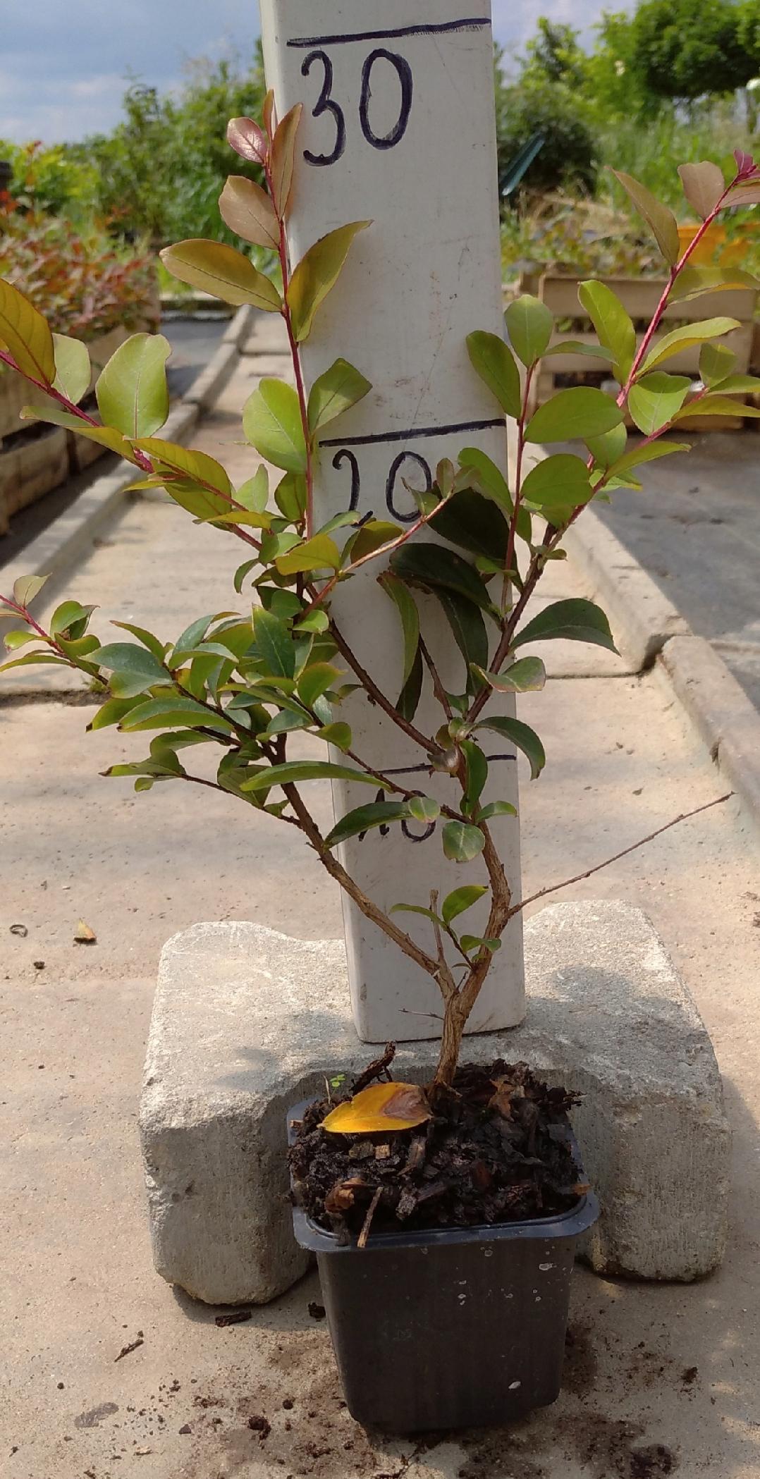 Lagerstroemia Petite Red sadzonki