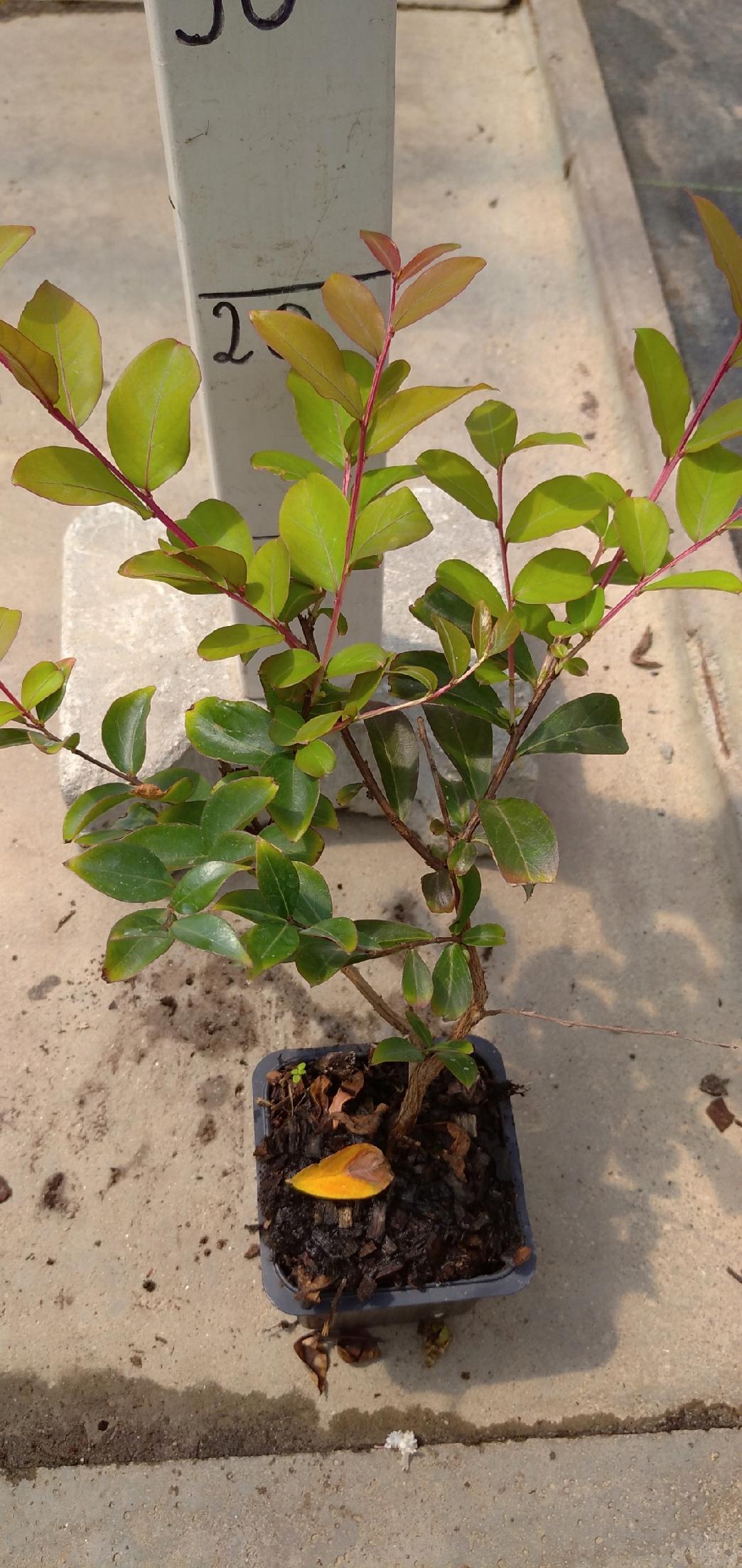 Realne zdjęcie sadzonki Petite Red