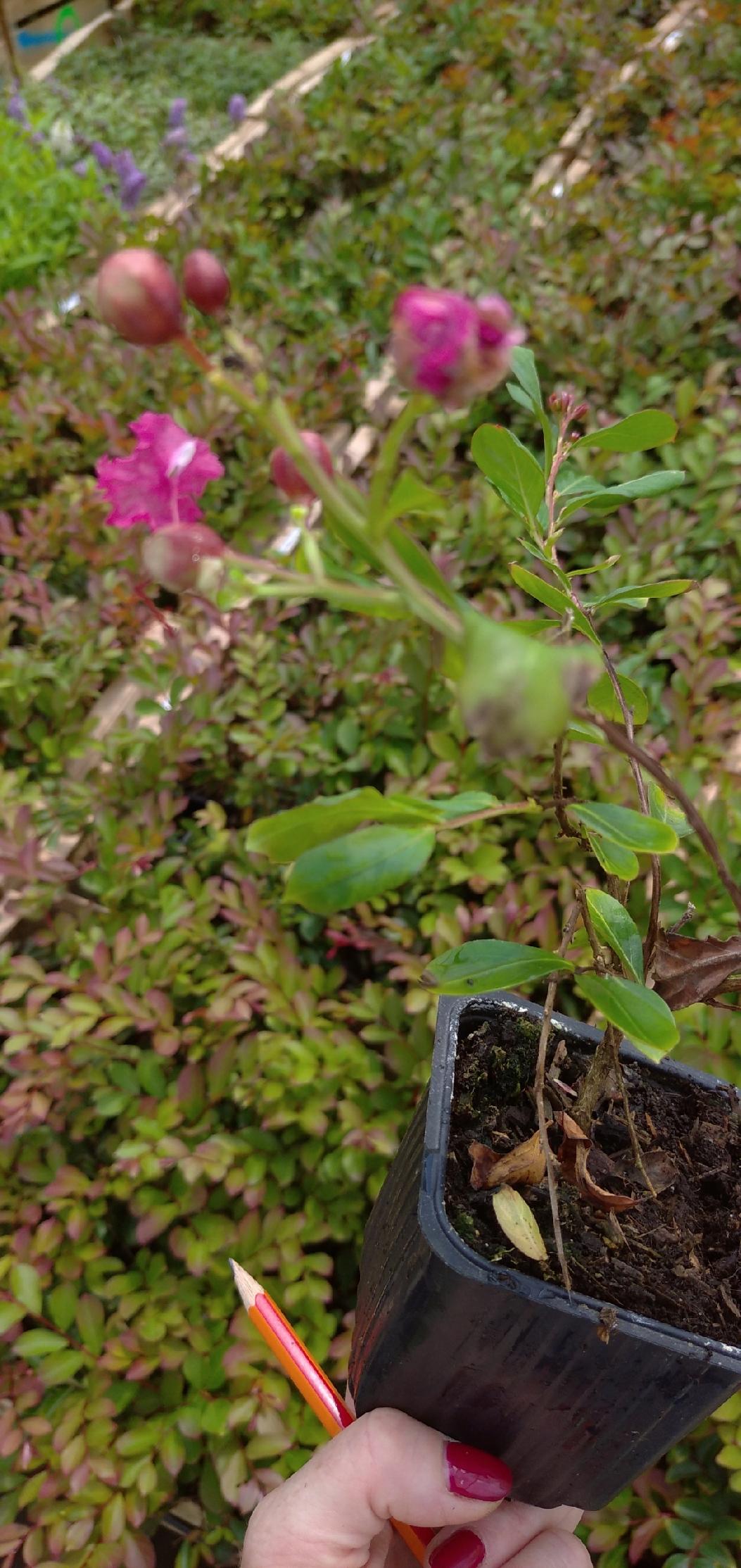 Sadzonki w doniczkach