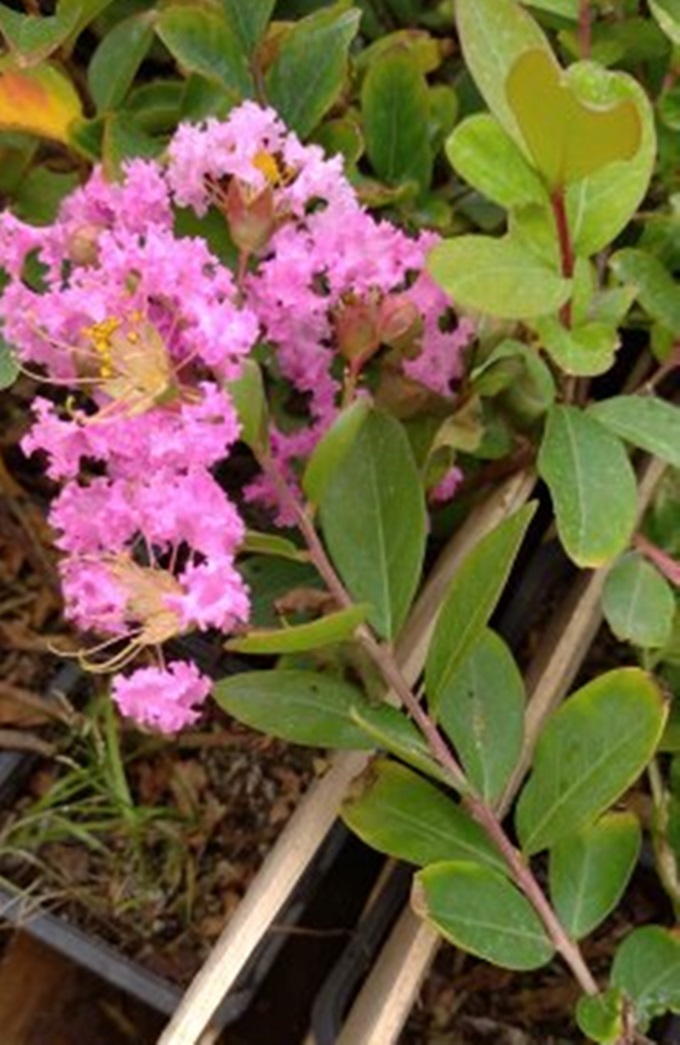 Realne zdjęcie sadzonki Lagerstroemii