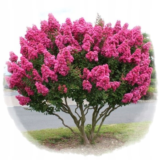 Kwiaty Lagerstroemii Petite Pink
