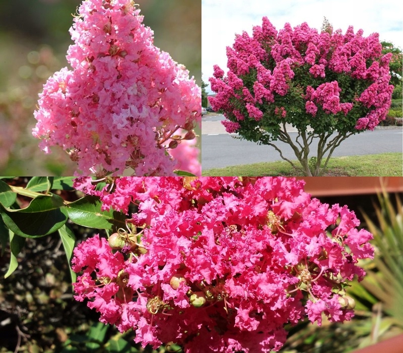 Lagerstroemia pokrój i liście