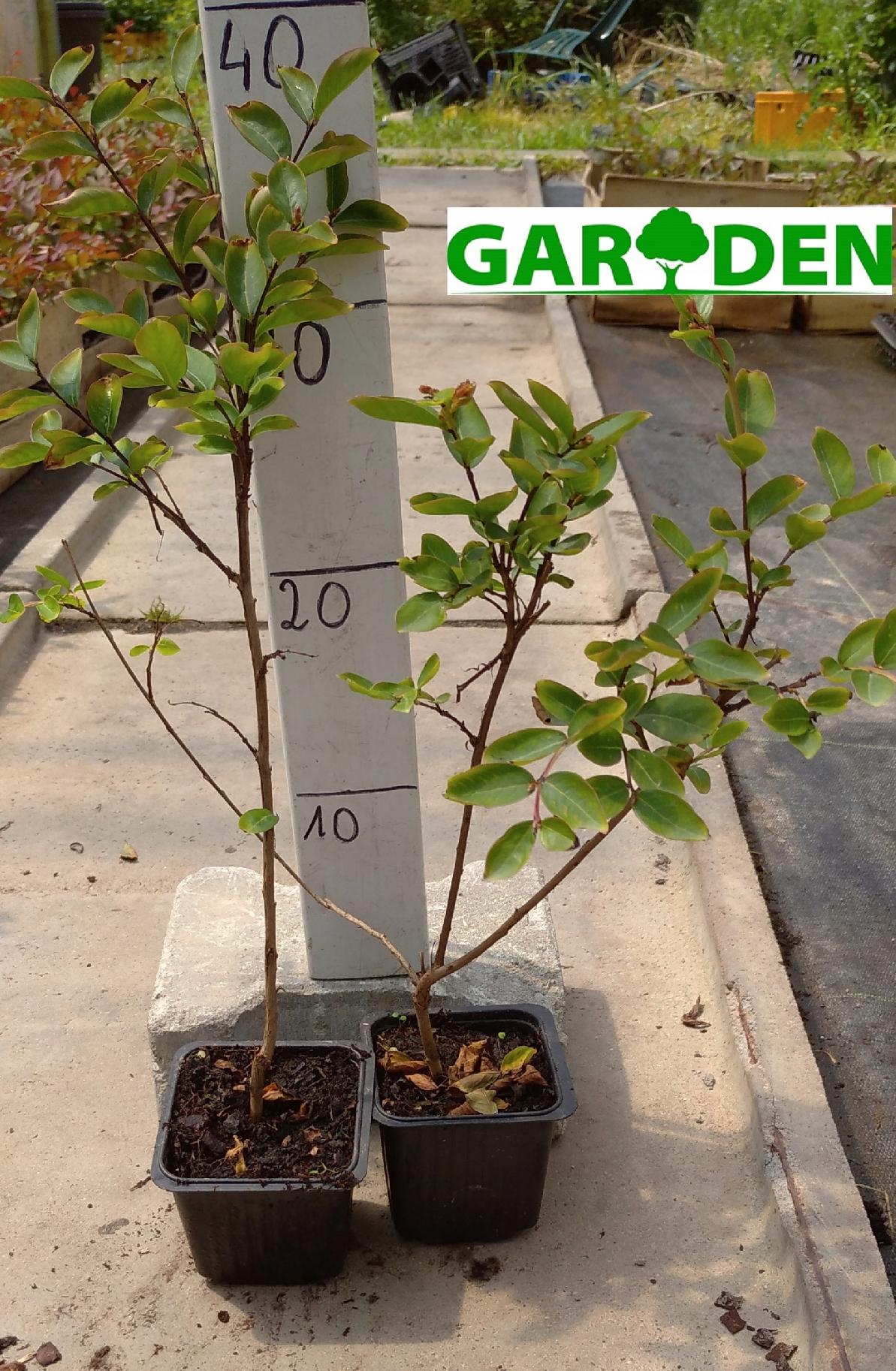 Sadzonki w doniczkach