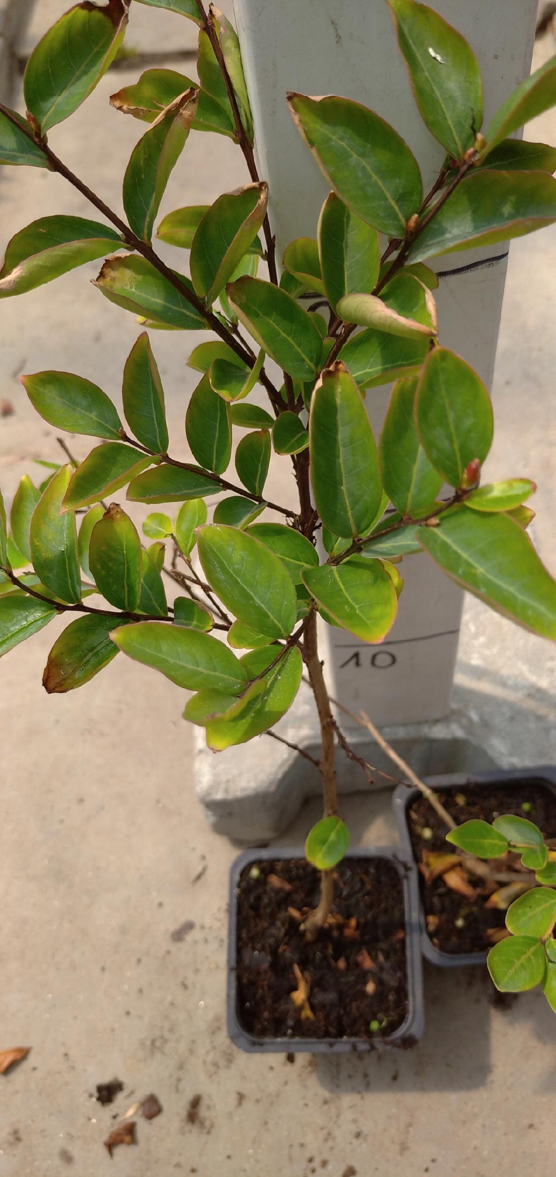 Lagerstroemia Petite Pink sadzonki