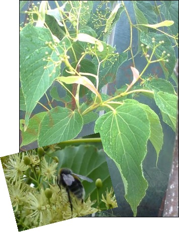 Sadzonki Lipy w szkółce