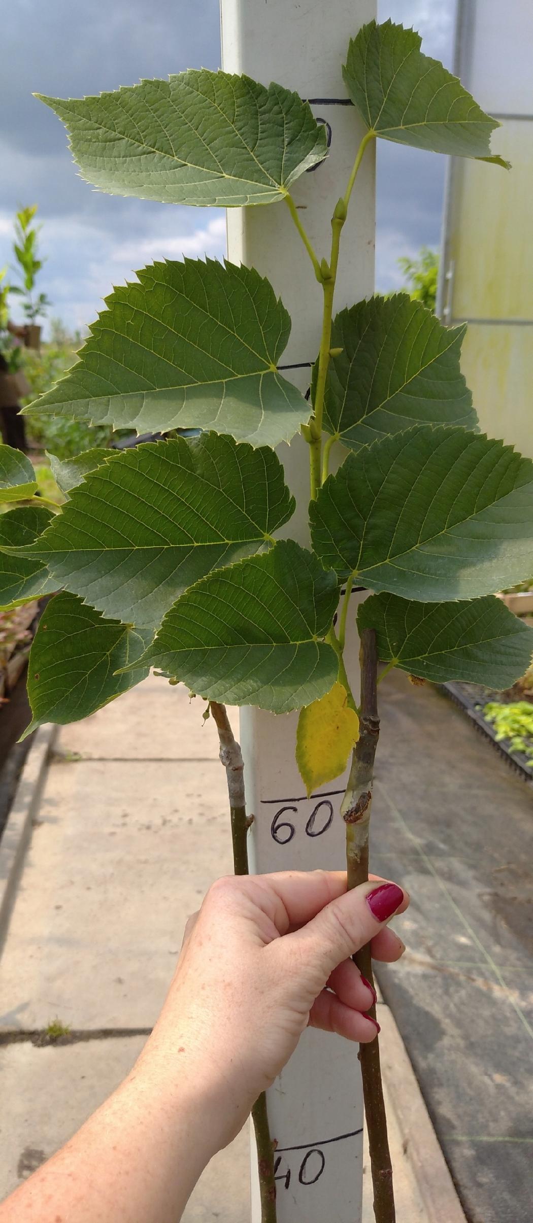 Realne zdjęcie sadzonki Lipy Wonnej