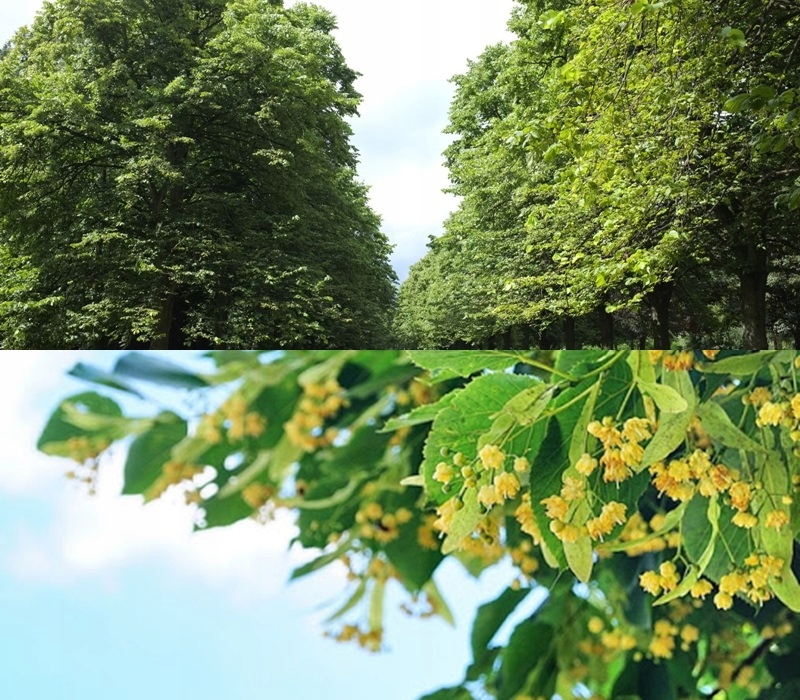 Lipa Moltkego drzewo