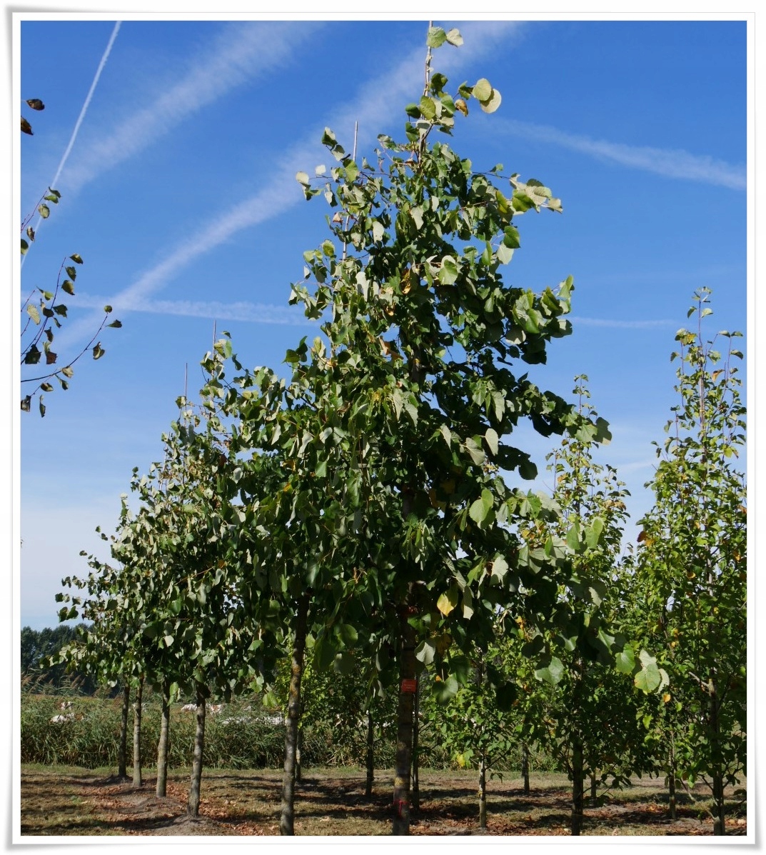 Kwiaty Lipy Moltkego