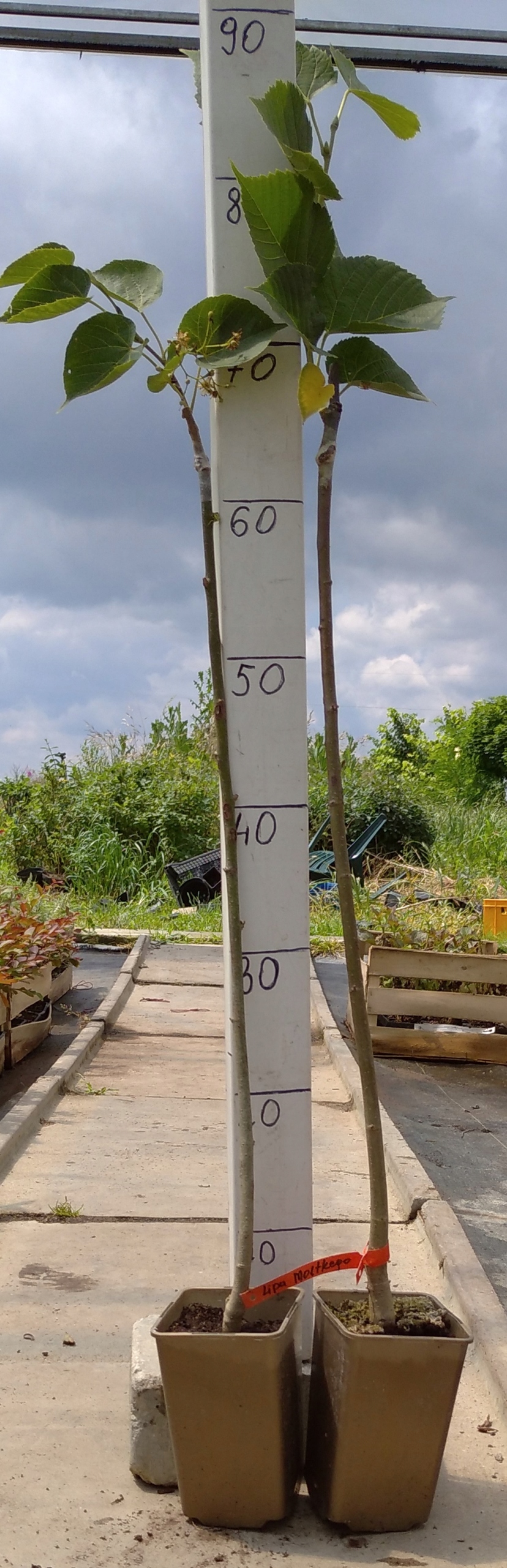 Realne zdjęcie sadzonki Lipy Moltkego