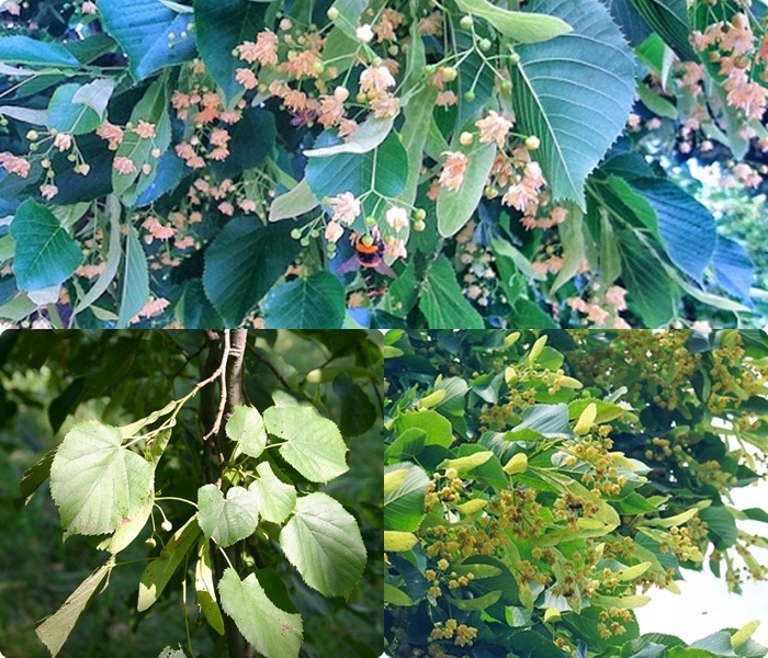 Liście Lipy Moltkego