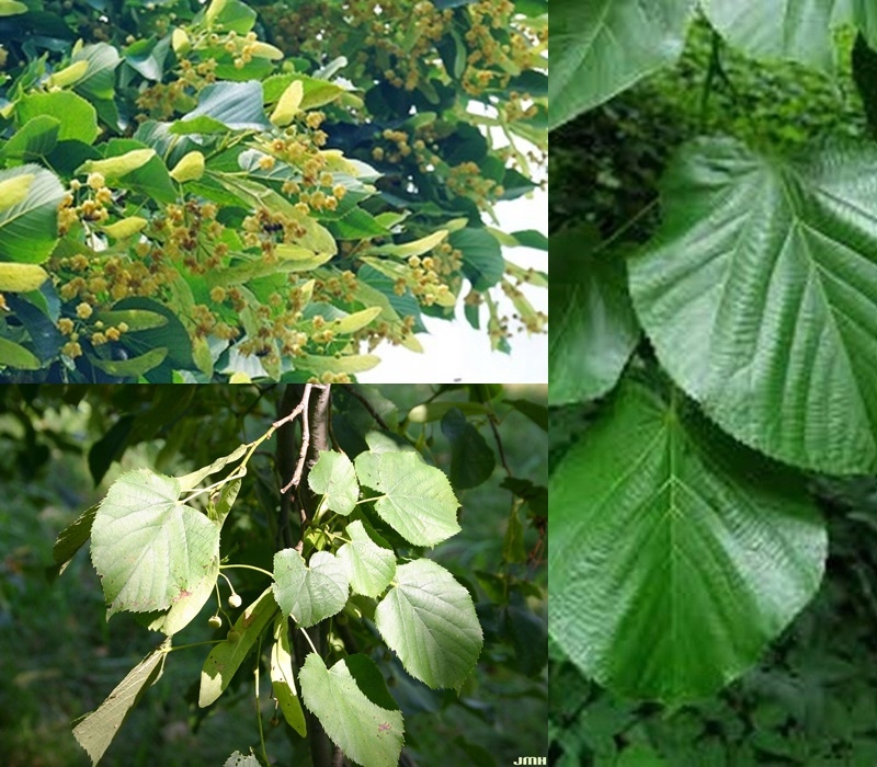 Lipa Moltkego pokrój