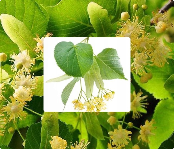 Sadzonki Lipy w doniczkach