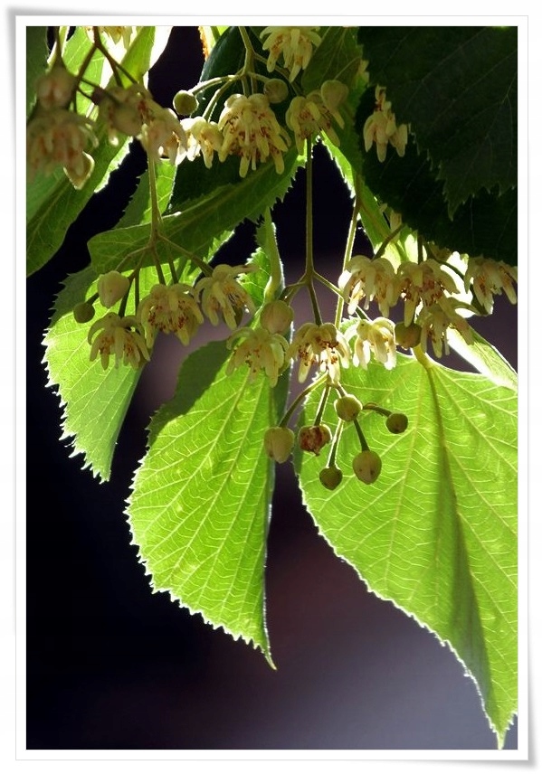 Kwiaty Lipy Krymskiej zapach