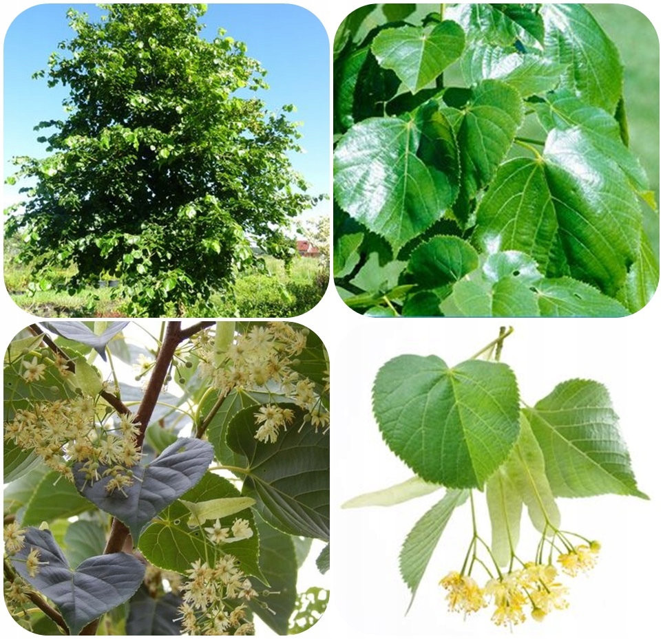 Błyszczące liście Lipy Krymskiej