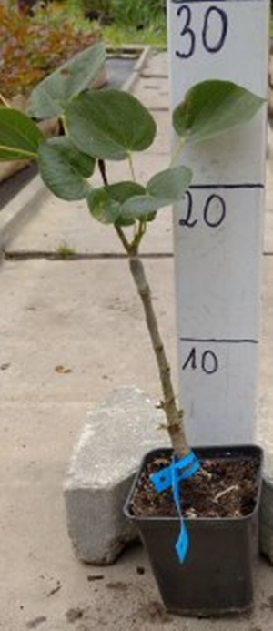 Realna sadzonka Lipy Krymskiej