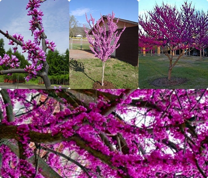 Kwiaty judaszowca na pniu