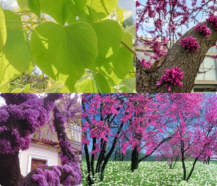 Judaszowiec zbliżenie kwiatów