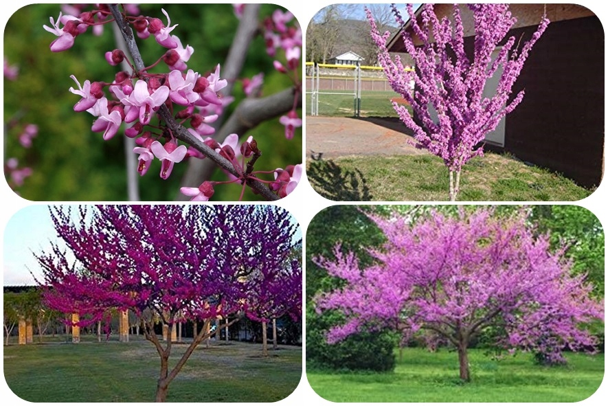 Judaszowiec sadzonka w doniczce