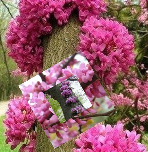 Judaszowiec kanadyjski liście