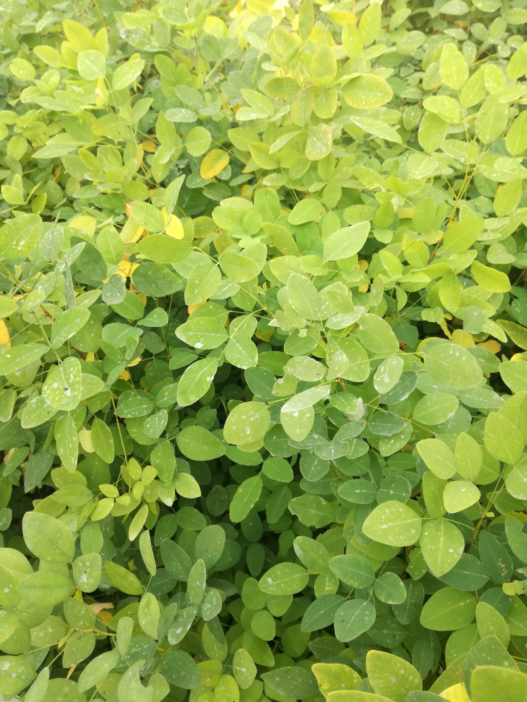 Realne zdjęcie sadzonki judaszowca