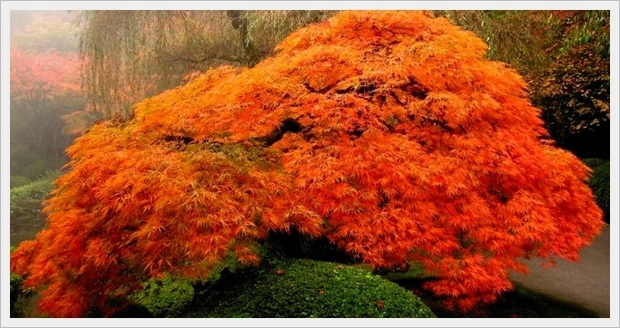 Klon Emerald Lace jesienią